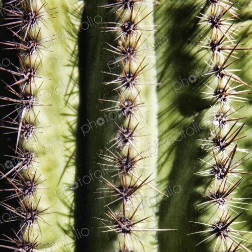 Saguaro cactus needles, closeup, Phoenix, Arizona, USA