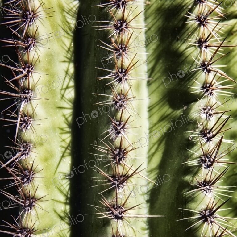 Saguaro cactus needles, closeup, Phoenix, Arizona, USA