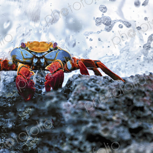 Sally Lightfoot Crab, Grapsus grapsus found in the Galapagos Islands. Sally Lightfoot Crab, Grapsus grapsus found in the Galapagos Islands.