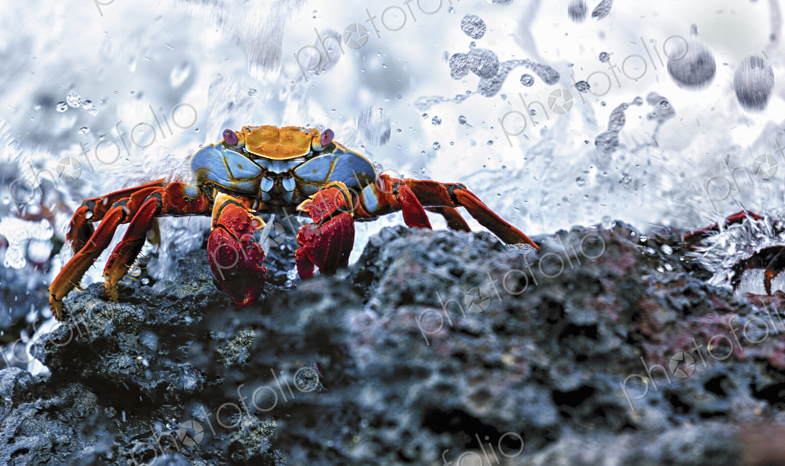 Sally Lightfoot Crab, Grapsus grapsus found in the Galapagos Islands.
