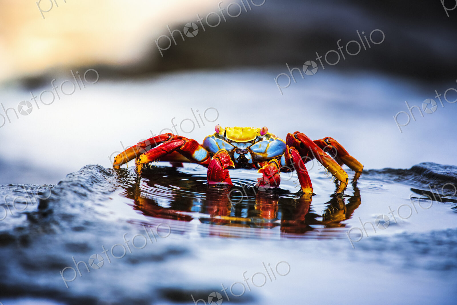 Sally Lightfoot Crab, Grapsus grapsus found in the Galapagos Islands.