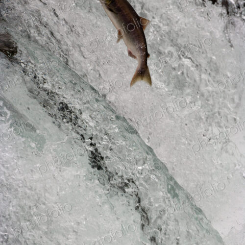 Salmon swimming upstream, Katmai National Park, Alaska, USA Salmon swimming upstream, Katmai National Park, Alaska, USA