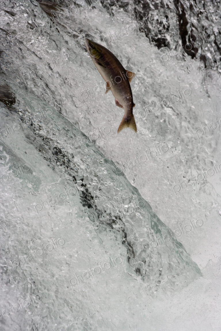 Salmon swimming upstream, Katmai National Park, Alaska, USA