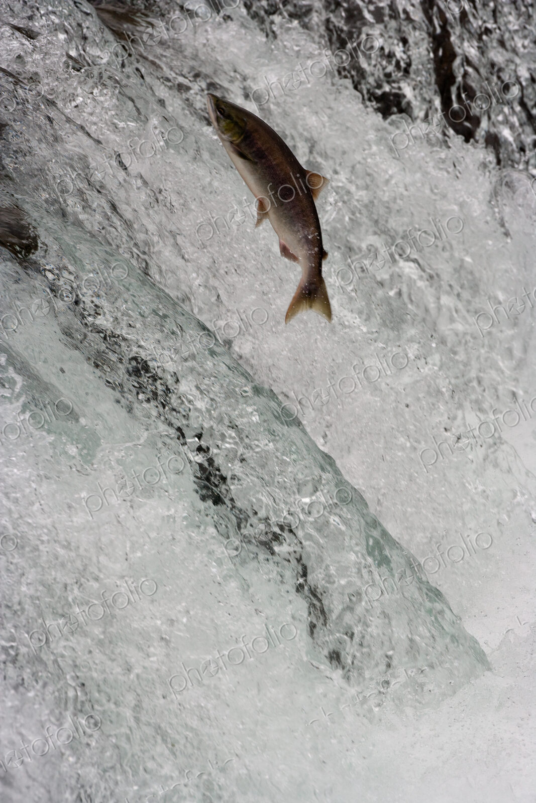 Salmon swimming upstream, Katmai National Park, Alaska, USA