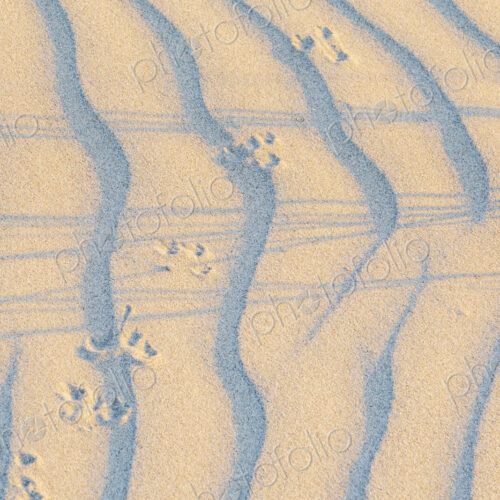 Sand Dune, textures and windblown ripple pattern at Ynyslas Sand Dune, textures and windblown ripple pattern at Ynyslas