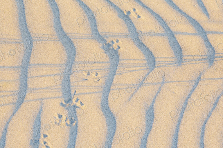 Sand Dune, textures and windblown ripple pattern at Ynyslas