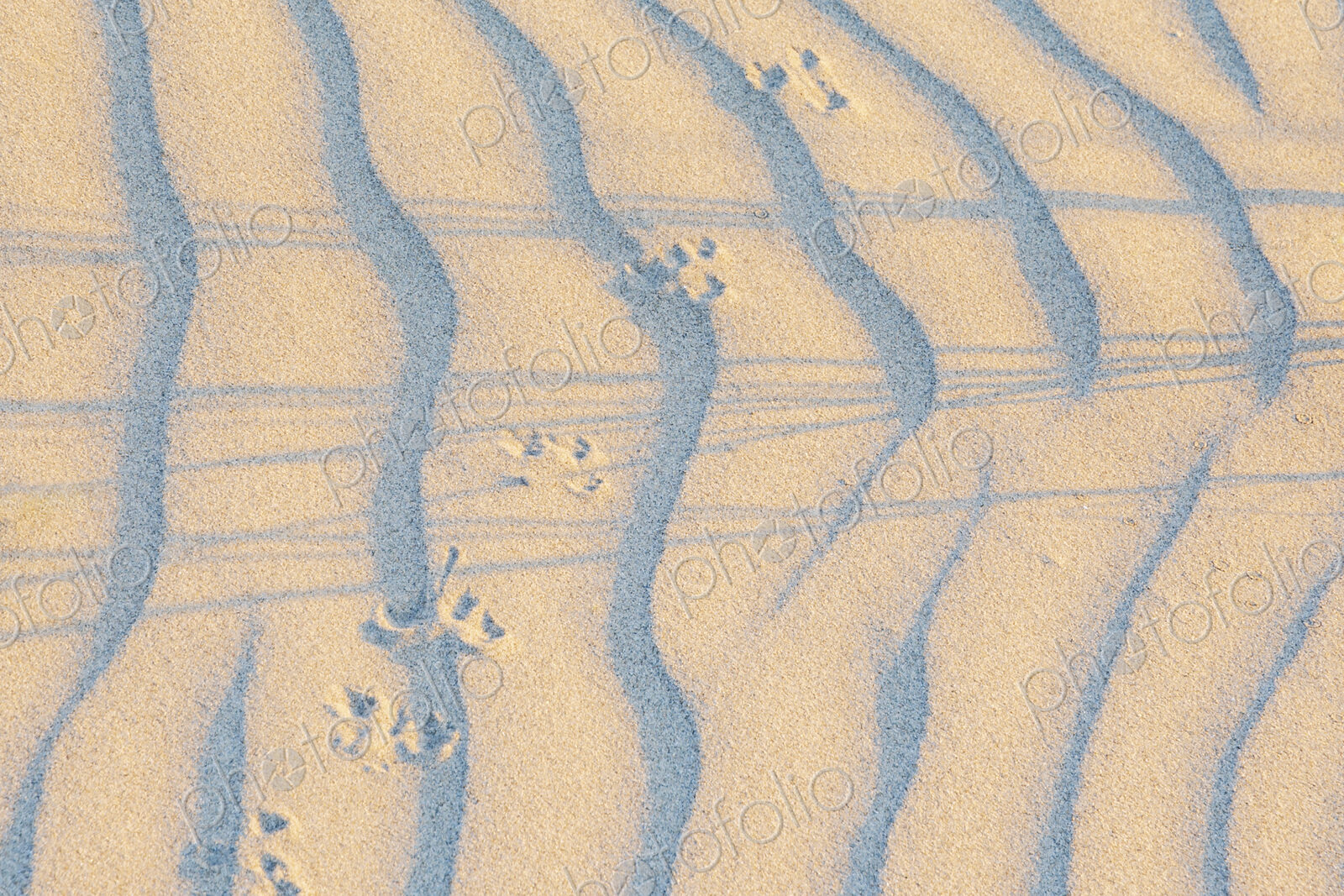 Sand Dune, textures and windblown ripple pattern at Ynyslas