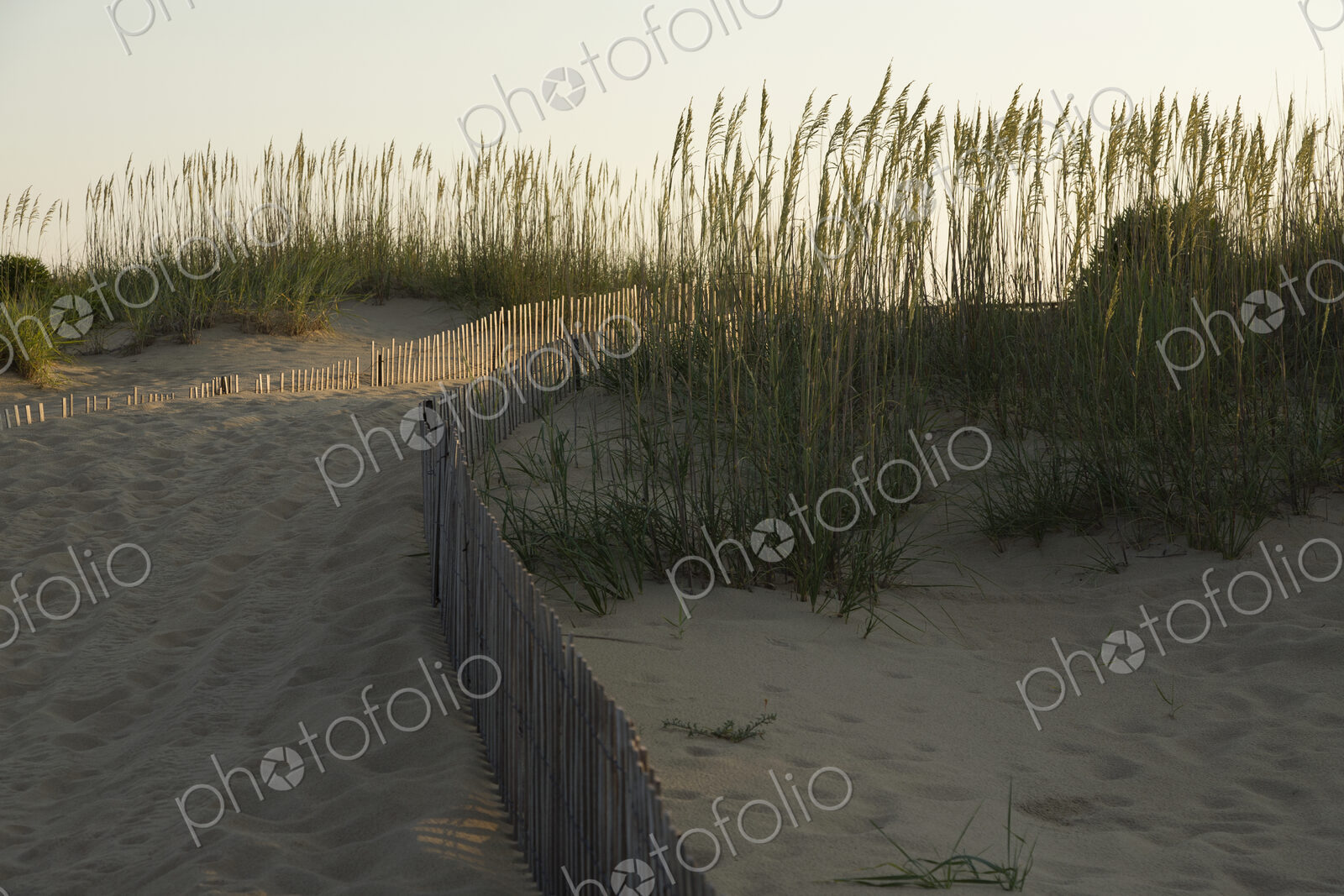 Sand dunes on the coast of Virginia, USA, low light, fence and dune grasses silhouette.