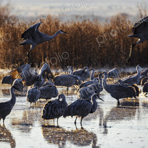Sandhill Crane Taking off from a Roosting Pond, Ladd S Gordon Waterfowl Complex,… Sandhill Crane Taking off from a Roosting Pond, Ladd S Gordon Waterfowl Complex,…