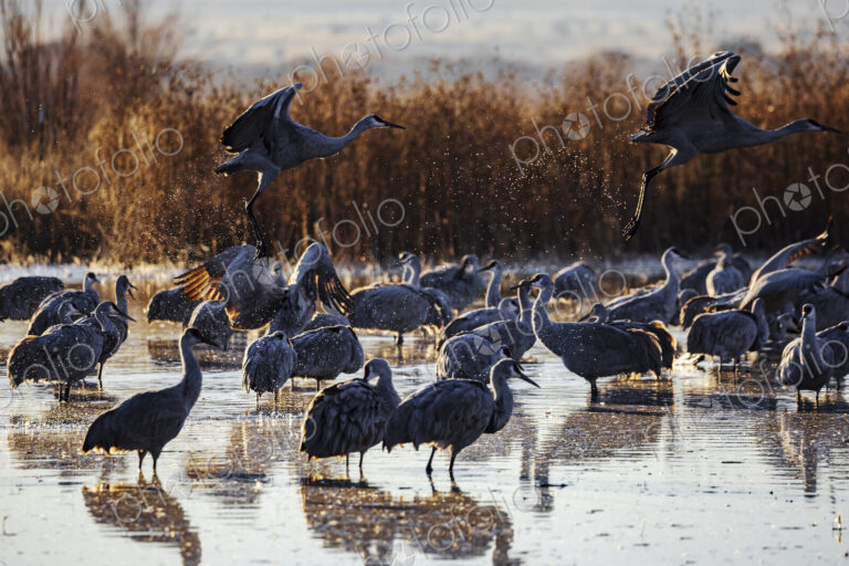 Sandhill Crane Taking off from a Roosting Pond, Ladd S Gordon Waterfowl Complex,…