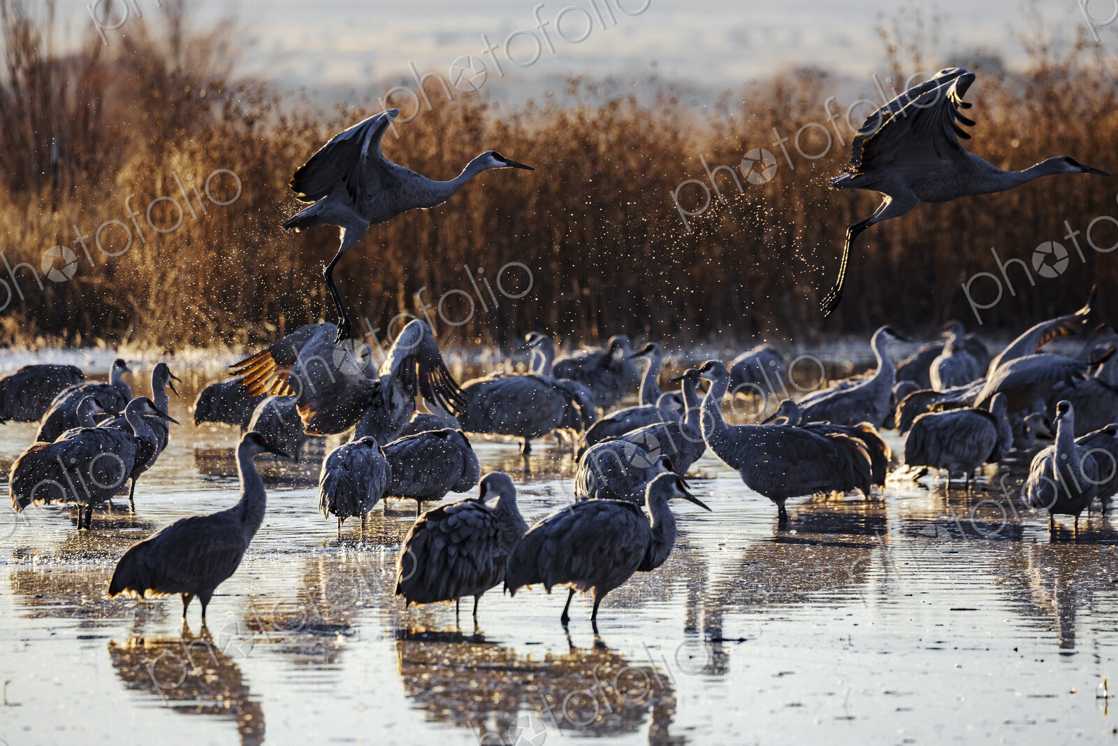 Sandhill Crane Taking off from a Roosting Pond, Ladd S Gordon Waterfowl Complex,…