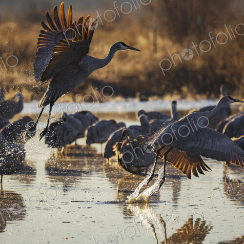 Sandhill Crane Taking off from a Roosting Pond, Ladd S Gordon Waterfowl Complex,… Sandhill Crane Taking off from a Roosting Pond, Ladd S Gordon Waterfowl Complex,…