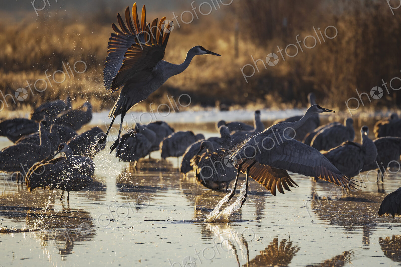 Sandhill Crane Taking off from a Roosting Pond, Ladd S Gordon Waterfowl Complex,…