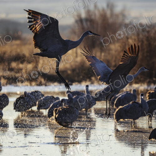 Sandhill Crane Taking off from a Roosting Pond, Ladd S Gordon Waterfowl Complex,…