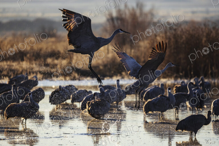 Sandhill Crane Taking off from a Roosting Pond, Ladd S Gordon Waterfowl Complex,…