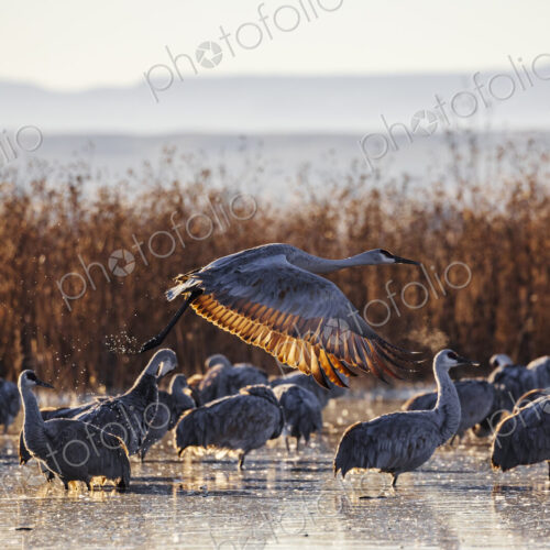 Sandhill Crane Taking off from a Roosting Pond, Ladd S Gordon Waterfowl Complex,…
