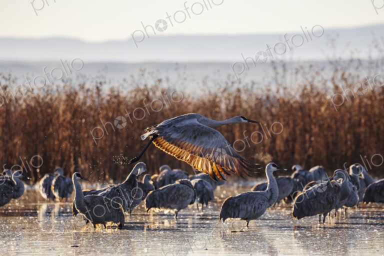 Sandhill Crane Taking off from a Roosting Pond, Ladd S Gordon Waterfowl Complex,…