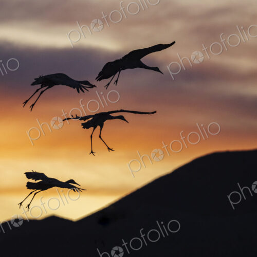Sandhill Cranes, Antigone canadensis, four birds landing at sunset Sandhill Cranes, Antigone canadensis, four birds landing at sunset
