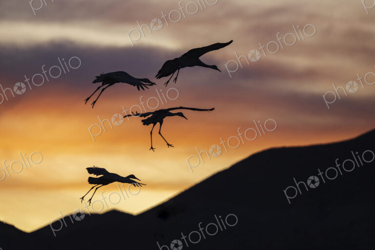 Sandhill Cranes, Antigone canadensis, four birds landing at sunset