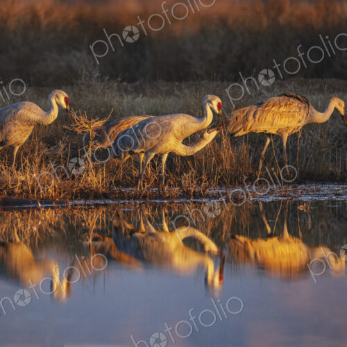 Sandhill Cranes Drinking Water at Sunset, Ladd S Gordon Waterfowl Complex, Bernardo…