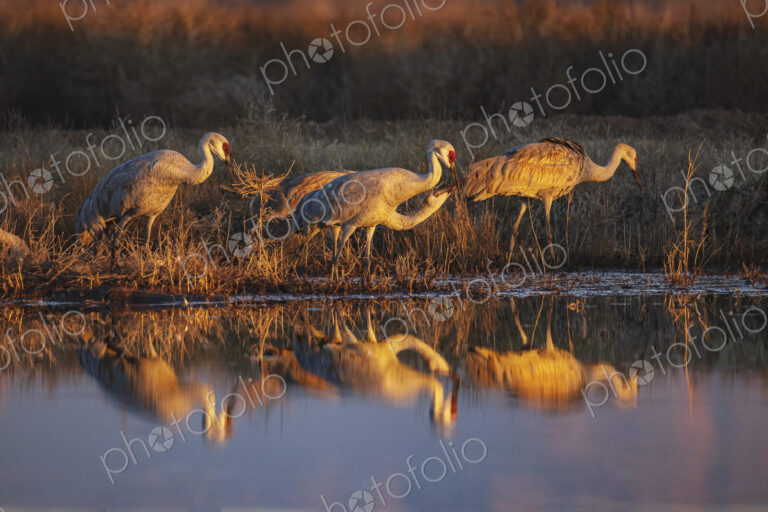 Sandhill Cranes Drinking Water at Sunset, Ladd S Gordon Waterfowl Complex, Bernardo…