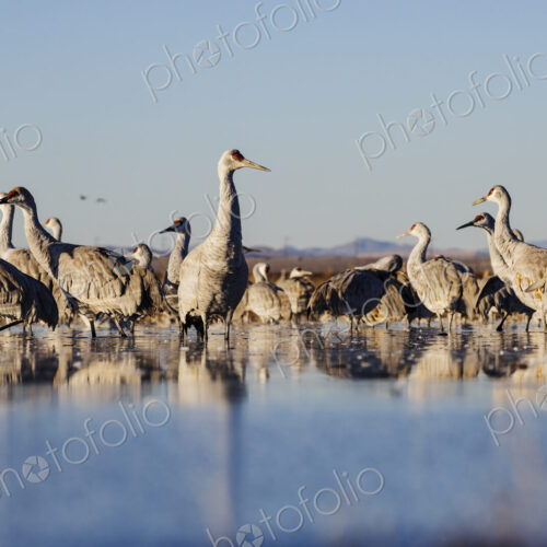 Sandhill Cranes, Ladd S Gordon Waterfowl Complex, Bernardo Waterfowl Management Area