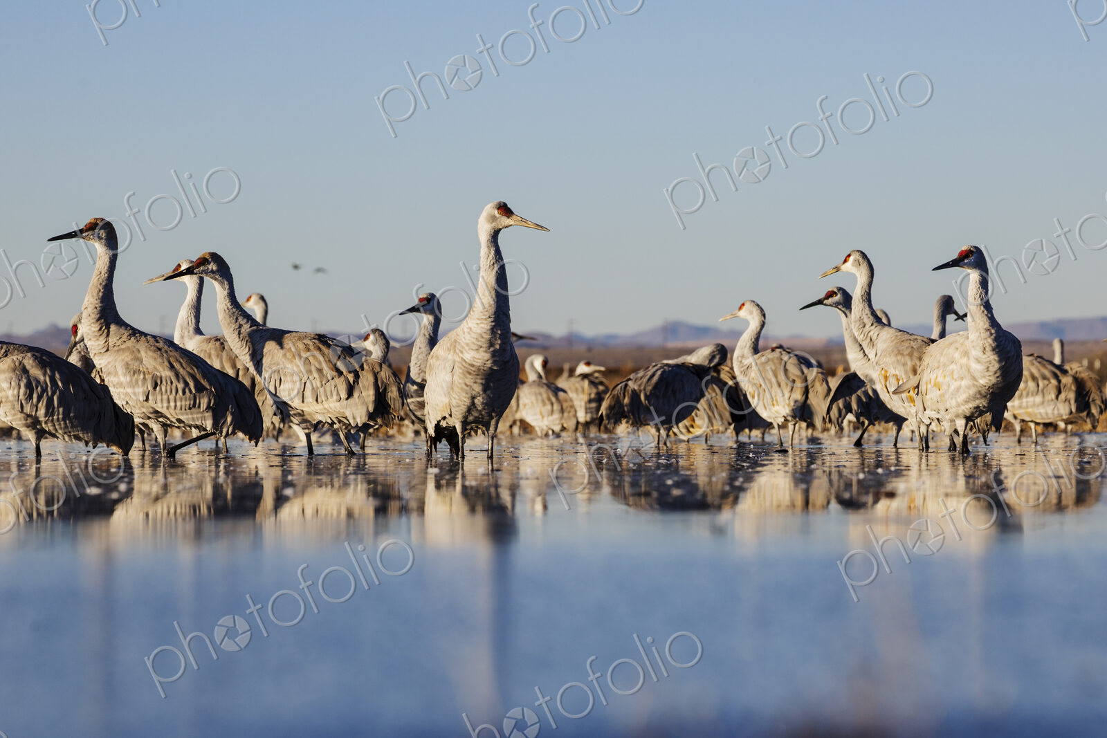 Sandhill Cranes, Ladd S Gordon Waterfowl Complex, Bernardo Waterfowl Management Area