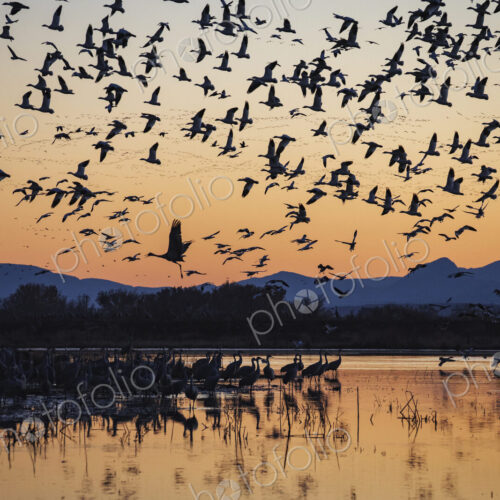 Sandhill Cranes and Snow Geese Landing at their Roost for the Night