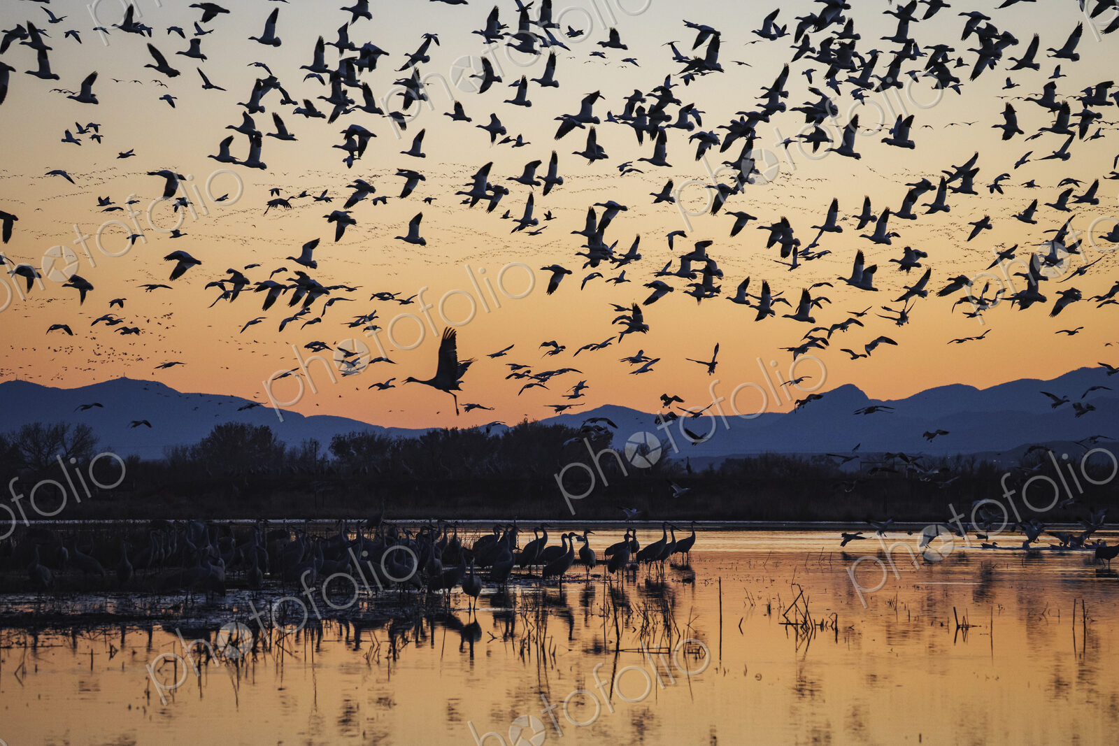 Sandhill Cranes and Snow Geese Landing at their Roost for the Night