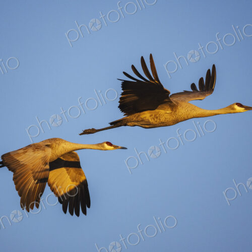 Sandhill Cranes in Golden Light, Ladd S Gordon Waterfowl Complex, Bernardo Waterfowl…