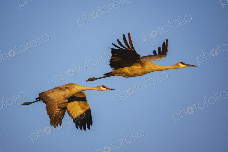 Sandhill Cranes in Golden Light, Ladd S Gordon Waterfowl Complex, Bernardo Waterfowl…