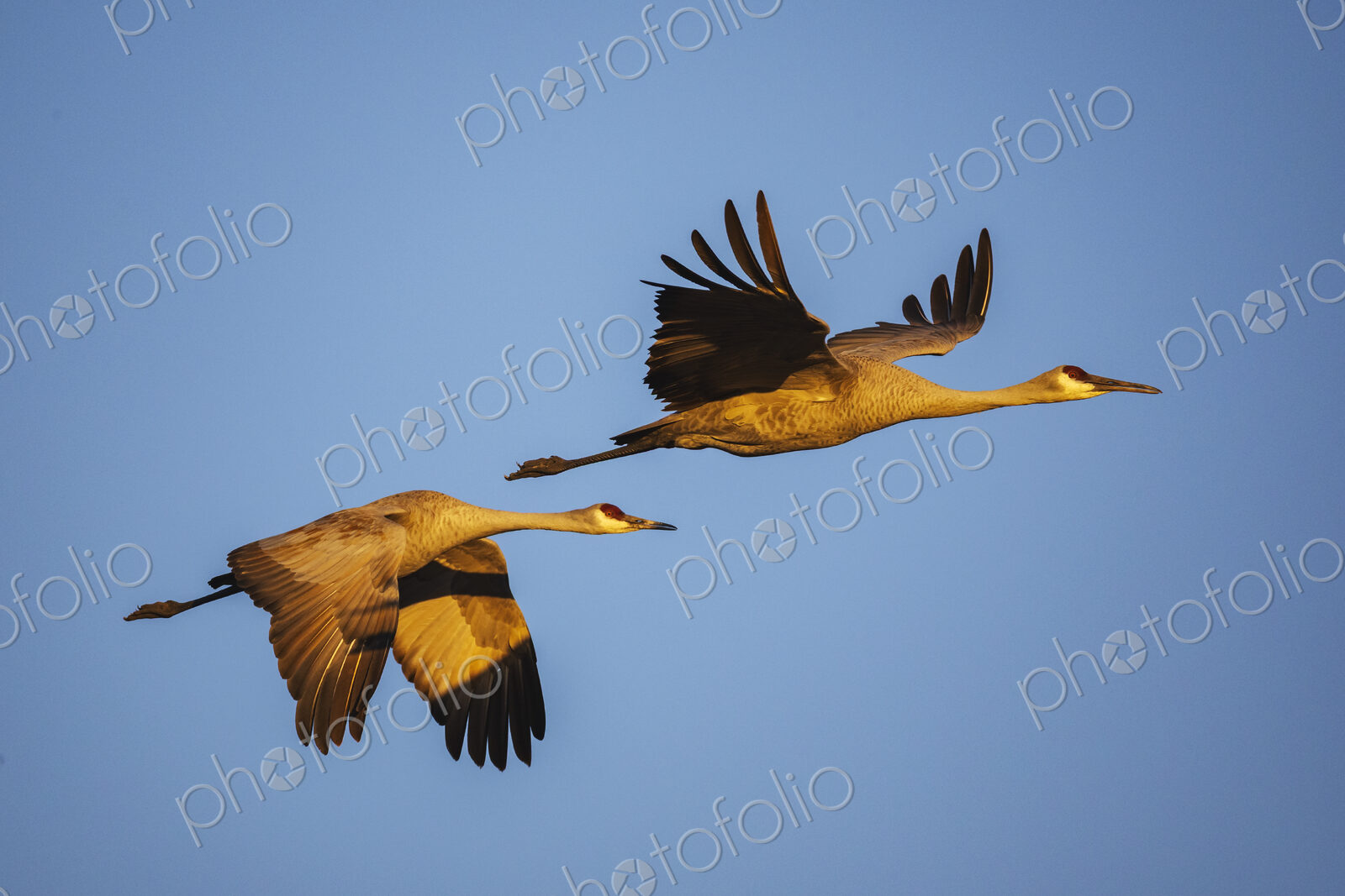 Sandhill Cranes in Golden Light, Ladd S Gordon Waterfowl Complex, Bernardo Waterfowl…