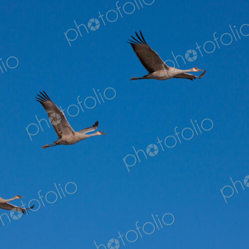 Sandhill cranes, Bosque Del Apache National Wildlife Refuge, New Mexico, USA Sandhill cranes, Bosque Del Apache National Wildlife Refuge, New Mexico, USA