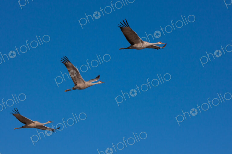 Sandhill cranes, Bosque Del Apache National Wildlife Refuge, New Mexico, USA