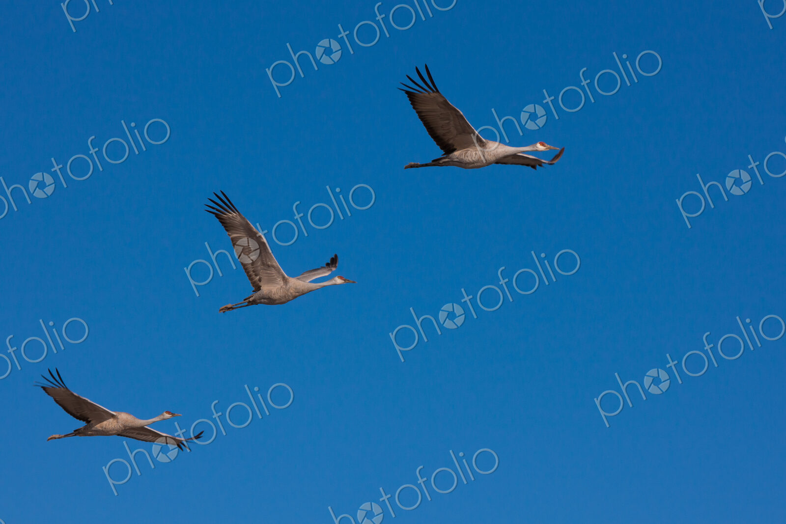 Sandhill cranes, Bosque Del Apache National Wildlife Refuge, New Mexico, USA