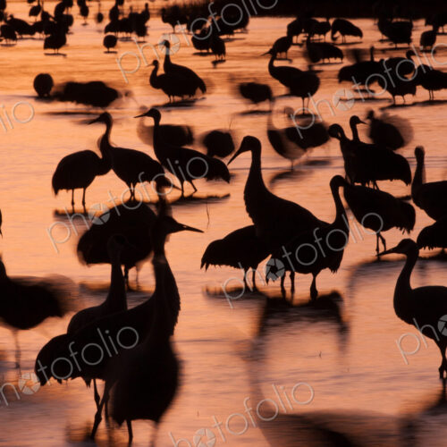 Sandhill cranes, Grus canadensis, Bosque del Apache National Wildlife Refuge, New… Sandhill cranes, Grus canadensis, Bosque del Apache National Wildlife Refuge, New…