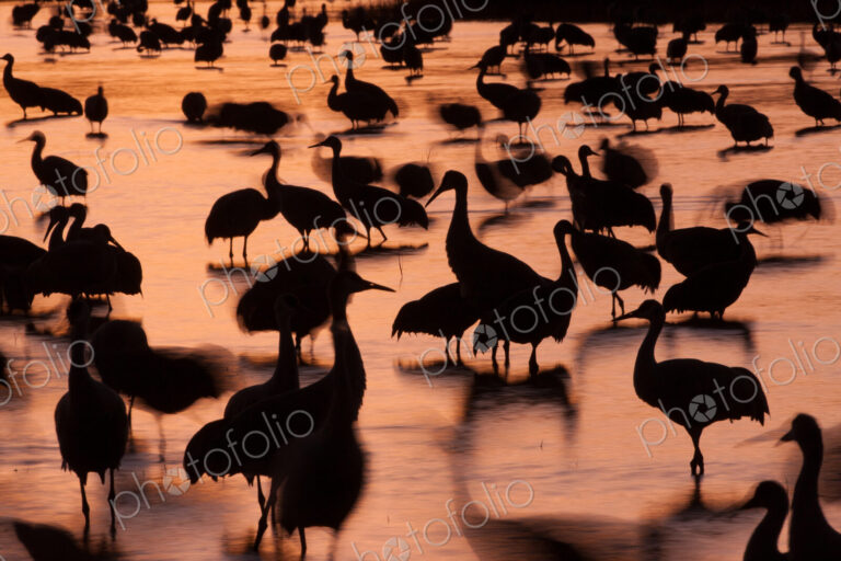 Sandhill cranes, Grus canadensis, Bosque del Apache National Wildlife Refuge, New…