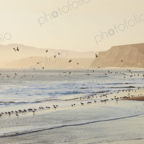 Sandpipers and gulls flying across surfDrakes Beach, Point Reyes National Seashore,…