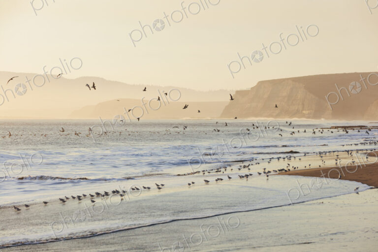 Sandpipers and gulls flying across surfDrakes Beach, Point Reyes National Seashore,…
