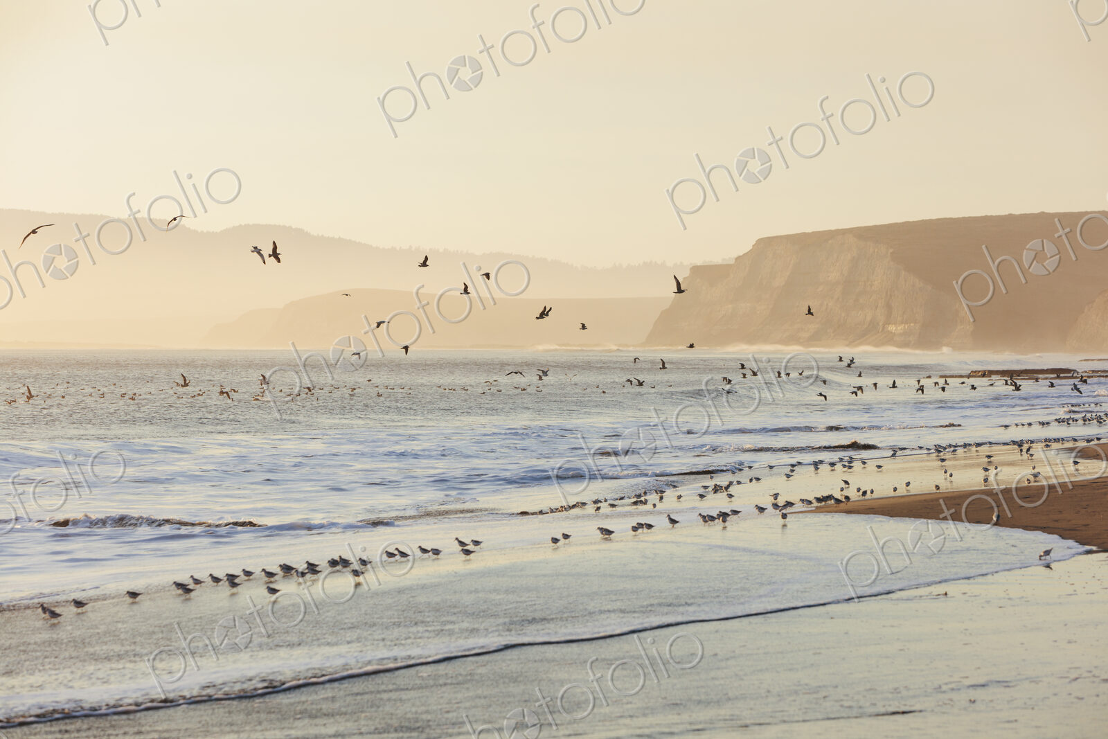 Sandpipers and gulls flying across surfDrakes Beach, Point Reyes National Seashore,…