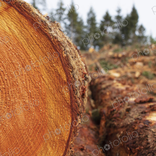 Sawn ends of timber logs, cut wood, with wood grain pattern. Sawn ends of timber logs, cut wood, with wood grain pattern.