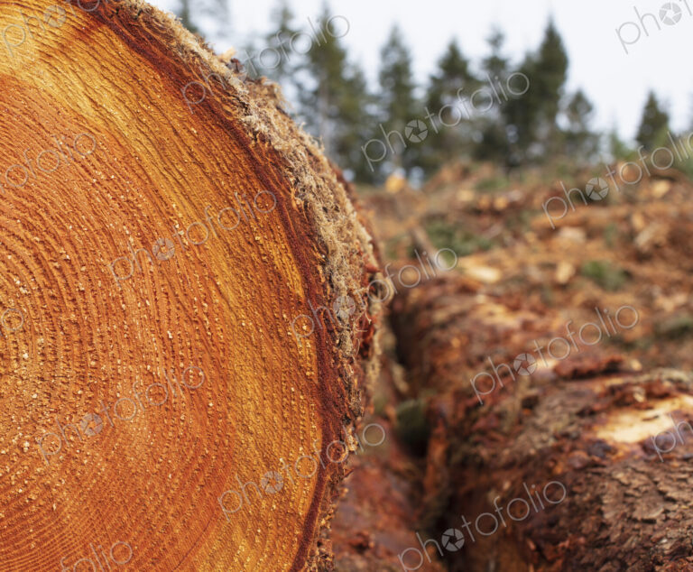 Sawn ends of timber logs, cut wood, with wood grain pattern.