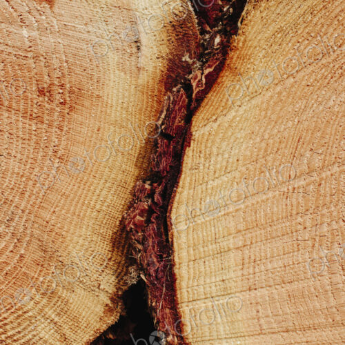 Sawn ends of timber logs, cut wood, with wood grain pattern. Sawn ends of timber logs, cut wood, with wood grain pattern.