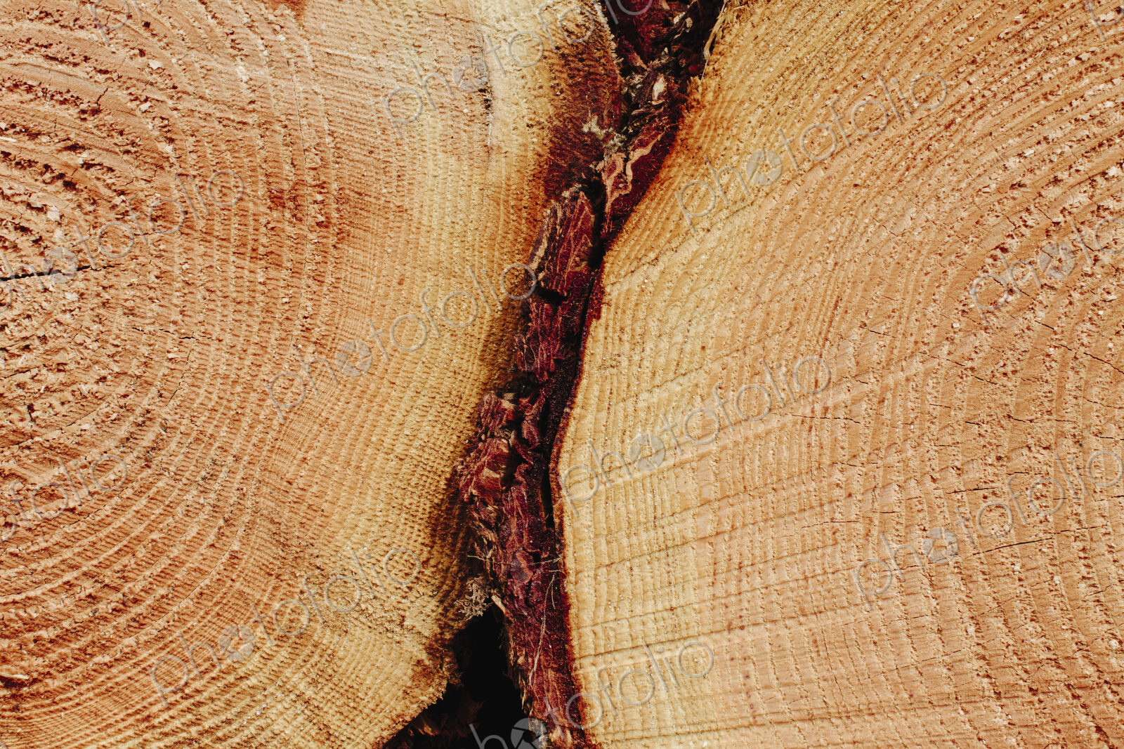 Sawn ends of timber logs, cut wood, with wood grain pattern.