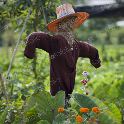 Scarecrow in a vegetable patch to ward off birds, straw figure in hat wearing a teeshirt. Scarecrow in a vegetable patch to ward off birds, straw figure in hat wearing a teeshirt.