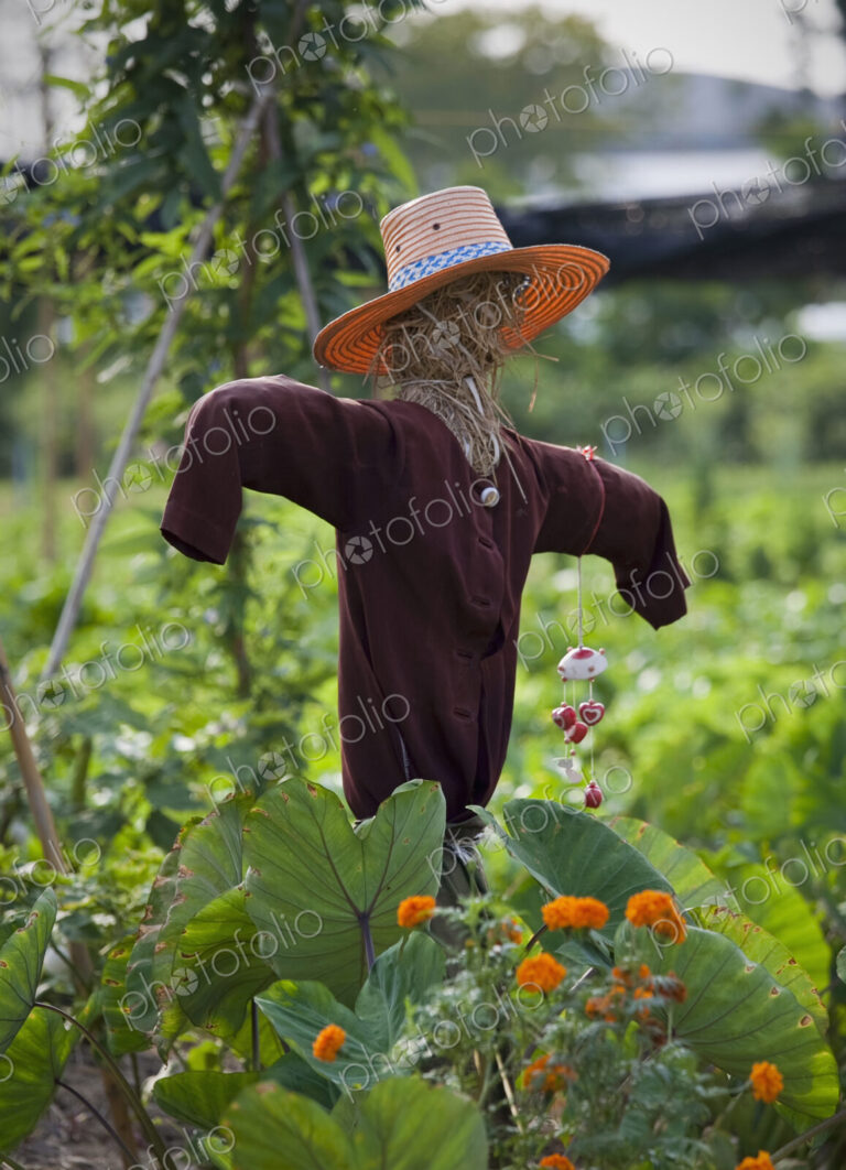 Scarecrow in a vegetable patch to ward off birds, straw figure in hat wearing a teeshirt.
