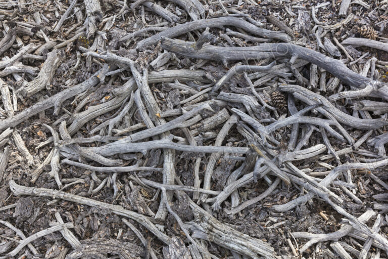 Scattering of tree branch fragments and pine cones, Craters of the Moon National Monument.
