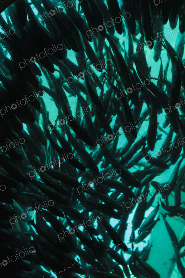 School of salmon, Seattle Aquarium, WA USA