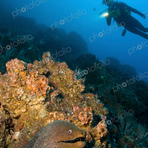 Scuba diver illuminates the hiding spot of a Finespotted moray eel, Galapagos Islands Scuba diver illuminates the hiding spot of a Finespotted moray eel, Galapagos Islands