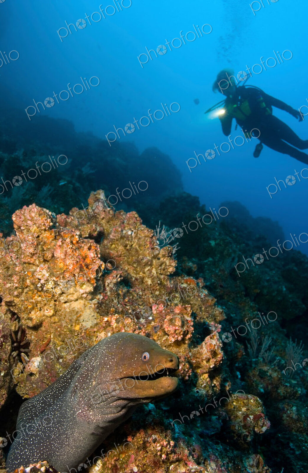 Scuba diver illuminates the hiding spot of a Finespotted moray eel, Galapagos Islands